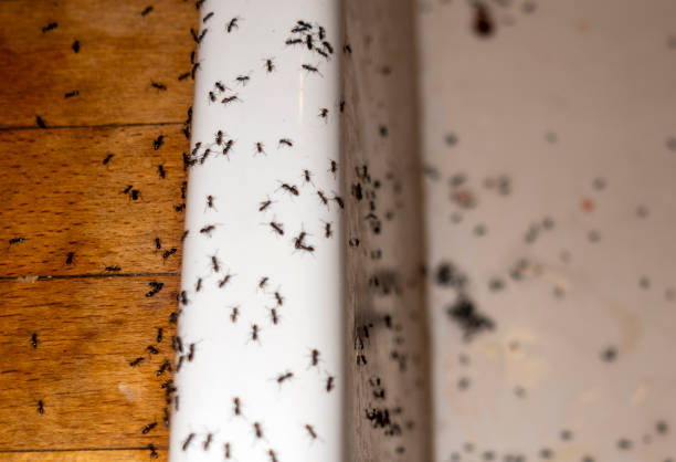 Best Cockroach Control Services  in Bayard, NM